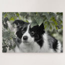 Zoek naar border collie puzzels Gezelschapsdieren
