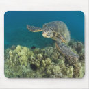 Recherche de tortue verte tapis souris Île