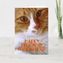 Recherche de petit chat blanc cartes postales Doux