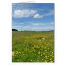 Recherche de renoncule cartes postales Fleurs jaunes