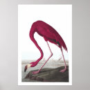Recherche de flamant américain posters Amérique