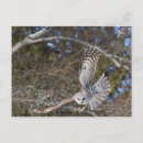 Recherche de gilles cartes postales Galerie jaynes