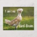 Recherche de poussin cartes postales Vert
