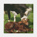 Recherche de veau magnets Famille animale