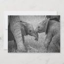 Recherche de le kenya vœux cartes Éléphant africain