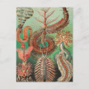 Recherche de haeckel cartes postales Kunstformen der natur