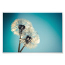 Recherche de graine posters Bleu
