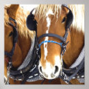 Recherche de clydesdale horse Clydesdale horses