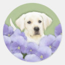 Zoek naar labrador puppy stickers Hond