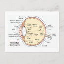 Recherche de anatomique cartes postales Oeil