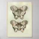 Recherche de sacrum Humain