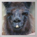 Recherche de visage de lama posters Animal