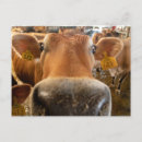 Recherche de vache laitière cartes postales Mignon