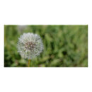 Recherche de pissenlit posters Fleur