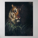 Recherche de tête de tigre posters Animal