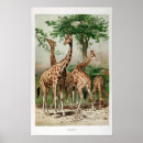 Recherche de girafe vintage posters Animaux