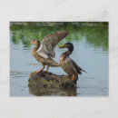 Recherche de de caneton cartes postales Photographie
