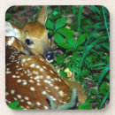 Recherche de cerfs communs dessous de verres Image de couleur