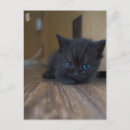 Recherche de de chaton cartes postales Photographie