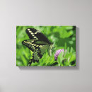 Recherche de papillon machaon art Photographie de nature