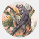 Recherche de iguane autocollants Forêt tropicale