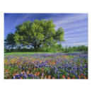 Recherche de chêne vivant posters Paysage