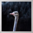 Recherche de autruches art Animal