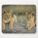 Recherche de panthera lion tapis souris Afrique