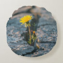 Recherche de de pissenlit coussins Nature