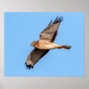 Recherche de faucon de harris posters Faune