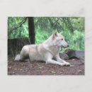 Recherche de loup blanc posters Bois