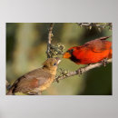 Recherche de cardinal du nord posters Faune
