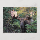 Recherche de orignaux taureau cartes postales Faune
