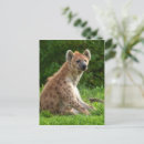 Zoek naar hyena briefkaarten Natuur