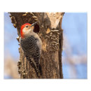 Recherche de pic photographie Faune