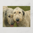 Recherche de wolfhound Amoureux des chiens