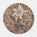 Recherche de edelweiss magnets Alpes