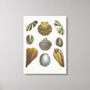 Recherche de palourde art Coquille de mer