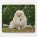 Recherche de cannine tapis souris Pomeranian