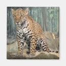 Recherche de jaguar magnets Zoo