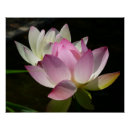 Recherche de fleur de lotus posters Nature
