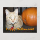 Zoek naar oranje katten briefkaarten Halloween