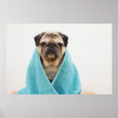 Recherche de visage de chien posters Drôle