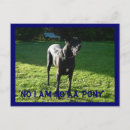 Recherche de grand chien cartes postales Noir