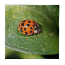 Zoek naar ladybug tegels Rood