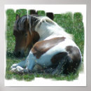 Recherche de pinto impressions sur toile Peinture