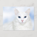 Recherche de angora cartes postales Blanc
