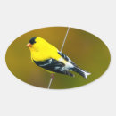 Zoek naar goudvink stickers Geel