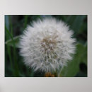Recherche de dandelion posters Plante