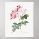 Recherche de damascena de rosa Rose
